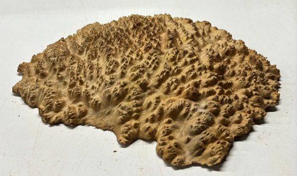 Australian Red Mallee Burl 16  x 12  x 3  7.8 Lbs |  #3068 Cheap - Image 3